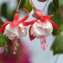 Fuchsie, čílko 'Swingtime' - Fuchsia hybrida 'Swingtime'