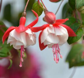 Fuchsie, čílko 'Swingtime' - Fuchsia hybrida 'Swingtime'