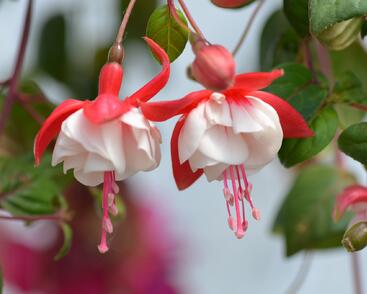 Fuchsie, čílko 'Swingtime'