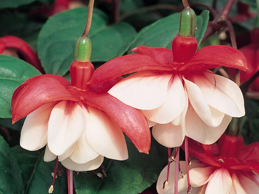 Fuchsie, čílko 'Sir Matt Busby' - Fuchsia hybrida 'Sir Matt Busby'