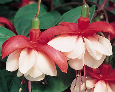 Fuchsie, čílko 'Sir Matt Busby'