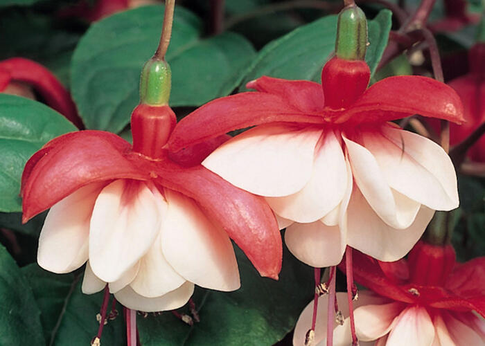 Čílko, fuchsie 'Sir Matt Busby' - Fuchsia hybrida 'Sir Matt Busby'