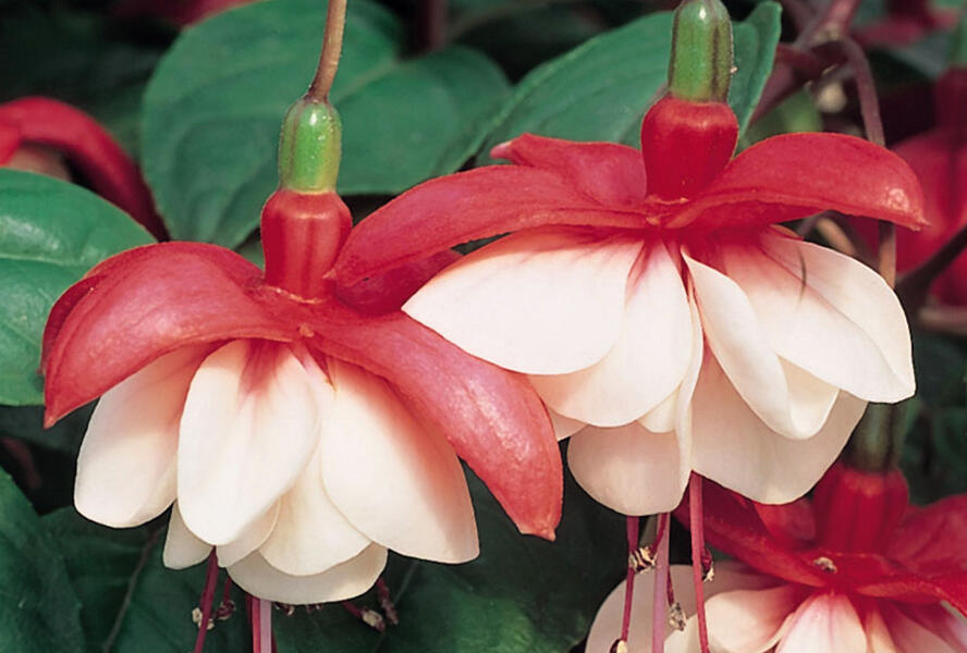 Fuchsie, čílko 'Sir Matt Busby' - Fuchsia hybrida 'Sir Matt Busby'