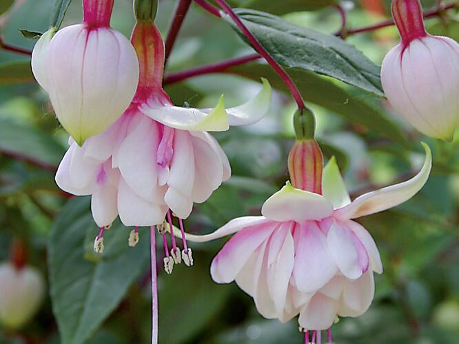 Fuchsie, čílko 'Pink Marshmallow' - Fuchsia hybrida 'Pink Marshmallow'