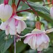 Fuchsie, čílko 'Pink Marshmallow' - Fuchsia hybrida 'Pink Marshmallow'