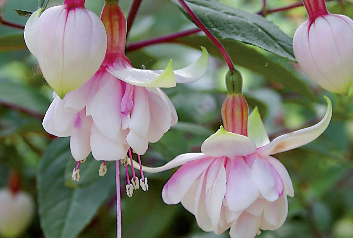 Fuchsie, čílko 'Pink Marshmallow' - Fuchsia hybrida 'Pink Marshmallow'