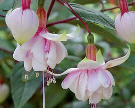 Fuchsie, čílko 'Pink Marshmallow'