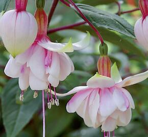 Fuchsie, čílko 'Pink Marshmallow' - Fuchsia hybrida 'Pink Marshmallow'