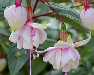 Fuchsie, čílko 'Pink Marshmallow'