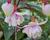 Fuchsie, čílko 'Pink Marshmallow'