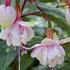 cilko-fuchsie-pink-marshmallow.jpg