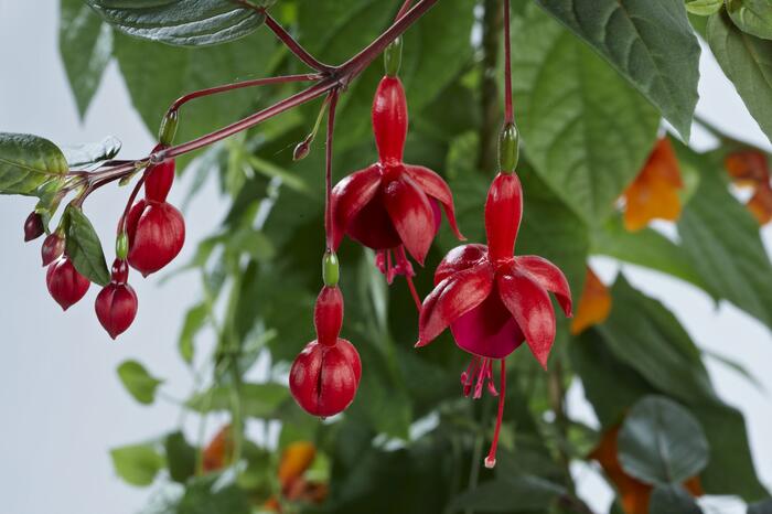 Fuchsie, čílko 'Marinka' - Fuchsia hybrida 'Marinka'