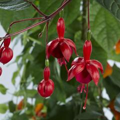 Fuchsie, čílko 'Marinka' - Fuchsia hybrida 'Marinka'