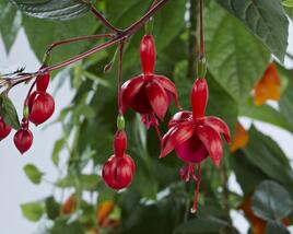 Fuchsie, čílko 'Marinka'