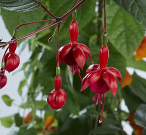 Fuchsie, čílko 'Marinka' - Fuchsia hybrida 'Marinka'