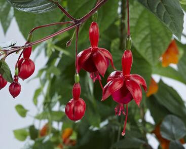Fuchsie, čílko 'Marinka'