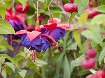 Fuchsie, čílko 'Blue Eyes' - Fuchsia hybrida 'Blue Eyes'