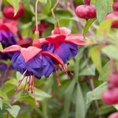 Fuchsie, čílko 'Blue Eyes' - Fuchsia hybrida 'Blue Eyes'