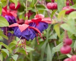 Fuchsie, čílko 'Blue Eyes'