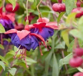 Fuchsie, čílko 'Blue Eyes' - Fuchsia hybrida 'Blue Eyes'