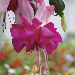 Fuchsie, čílko 'Bella Rosella' - Fuchsia hybrida 'Bella Rosella'