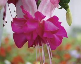 Fuchsie, čílko 'Bella Rosella'