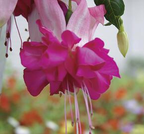 Fuchsie, čílko 'Bella Rosella' - Fuchsia hybrida 'Bella Rosella'