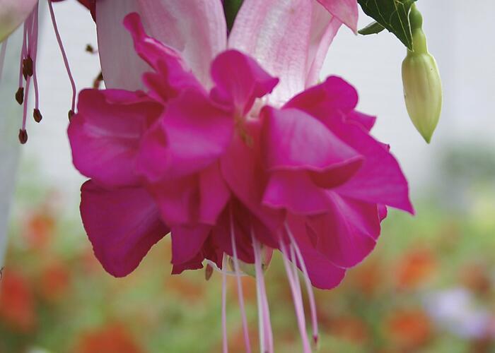 Čílko, fuchsie 'Bella Rosella' - Fuchsia hybrida 'Bella Rosella'