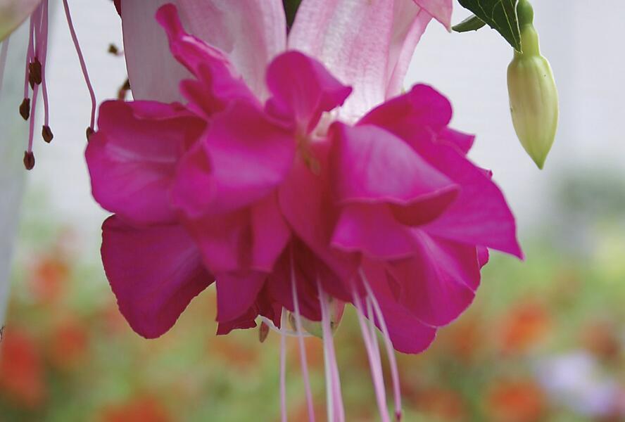 Fuchsie, čílko 'Bella Rosella' - Fuchsia hybrida 'Bella Rosella'