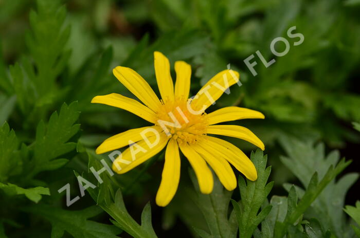 Kopretina 'Sonnenschein' - Euryops chrysanthemoides 'Sonnenschein'