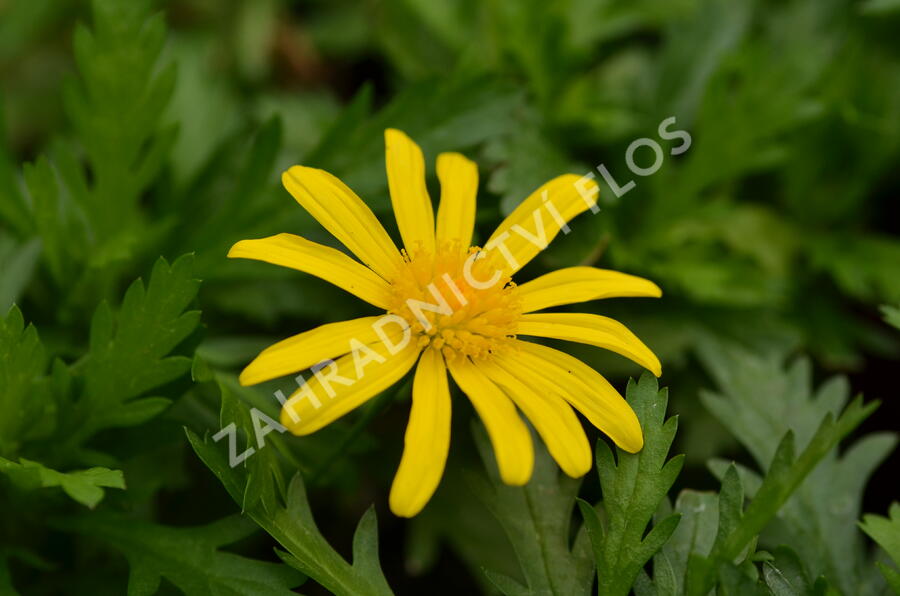 Kopretina 'Sonnenschein' - Euryops chrysanthemoides 'Sonnenschein'