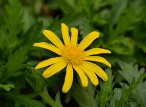 Kopretina 'Sonnenschein' - Euryops chrysanthemoides 'Sonnenschein'