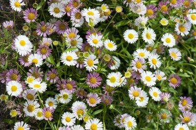 Turan Karvinského 'Summer Daisy' - Erigeron karvinskianum 'Summer Daisy'