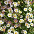Turan Karvinského 'Summer Daisy' - Erigeron karvinskianum 'Summer Daisy'