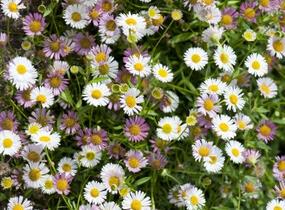 Turan Karvinského 'Summer Daisy' - Erigeron karvinskianum 'Summer Daisy'