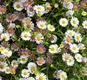 Turan Karvinského 'Summer Daisy' - Erigeron karvinskianum 'Summer Daisy'