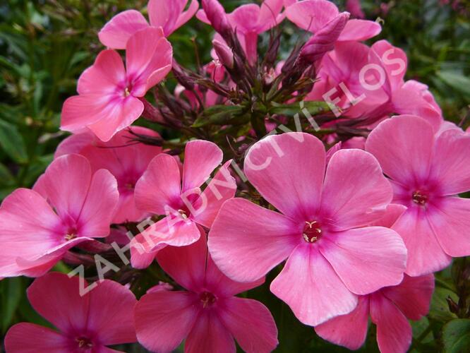 Plamenka latnatá 'Windsor' - Phlox paniculata 'Windsor'