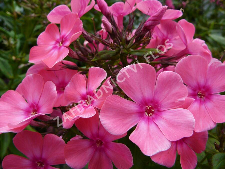 Plamenka latnatá 'Windsor' - Phlox paniculata 'Windsor'