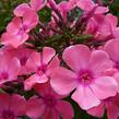Plamenka latnatá 'Windsor' - Phlox paniculata 'Windsor'