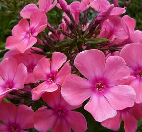 Plamenka latnatá 'Windsor' - Phlox paniculata 'Windsor'