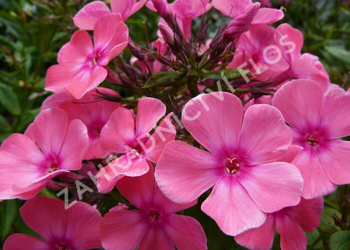 Plamenka latnatá 'Windsor' - Phlox paniculata 'Windsor'