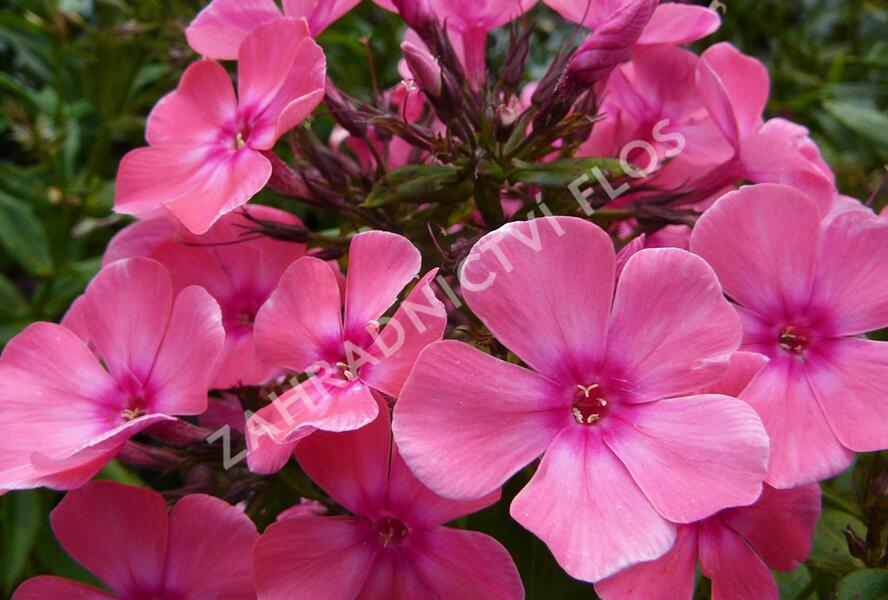 Plamenka latnatá 'Windsor' - Phlox paniculata 'Windsor'