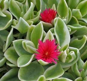 Kosmatec sedmikráskovitý 'Mezzo Trailing Red' - Dorotheanthus bellidiformis 'Mezzo Trailing Red'