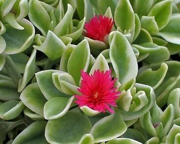 Kosmatec sedmikráskovitý 'Mezzo Trailing Red'