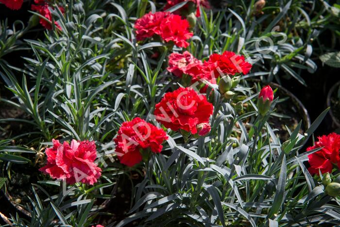 Hvozdík karafiát 'Sunflor Vulcano' - Dianthus caryophyllus 'Sunflor Vulcano'