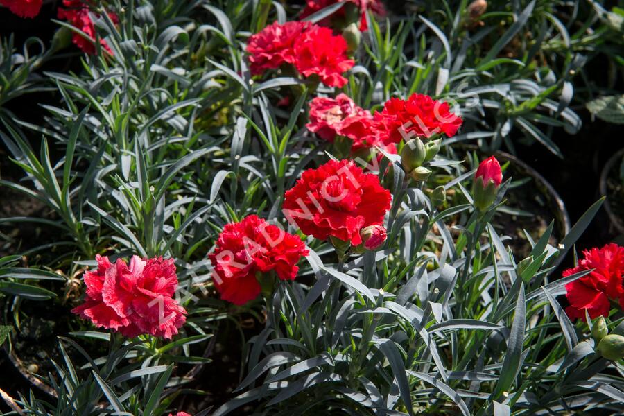 Hvozdík karafiát 'Sunflor Vulcano' - Dianthus caryophyllus 'Sunflor Vulcano'