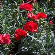 Hvozdík karafiát 'Sunflor Vulcano' - Dianthus caryophyllus 'Sunflor Vulcano'