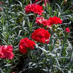 Hvozdík karafiát 'Sunflor Vulcano' - Dianthus caryophyllus 'Sunflor Vulcano'