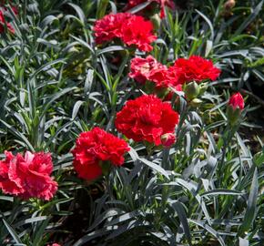 Hvozdík karafiát 'Sunflor Vulcano' - Dianthus caryophyllus 'Sunflor Vulcano'