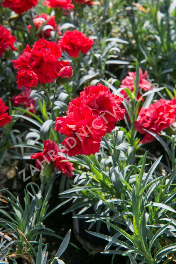 Hvozdík karafiát 'Sunflor Vulcano' - Dianthus caryophyllus 'Sunflor Vulcano'